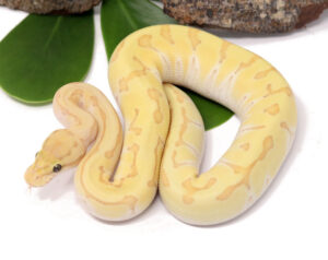 137-7C-Banana-Kingpin-Enchi_2023_1-30-24-300x238 137-7C-Banana-Kingpin-Enchi_2023_1-30-24