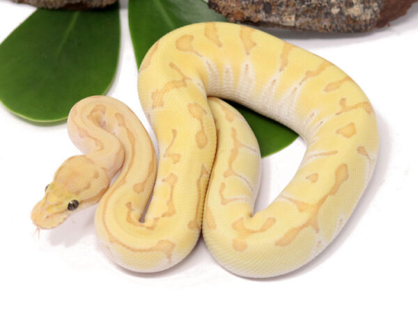Banana Kingpin Enchi (Male)