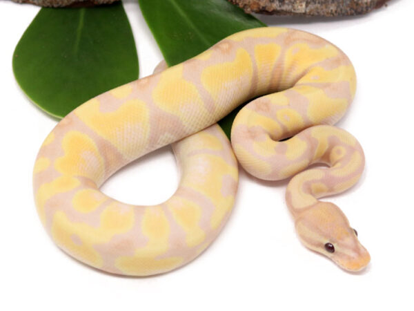 Super Banana (Male)