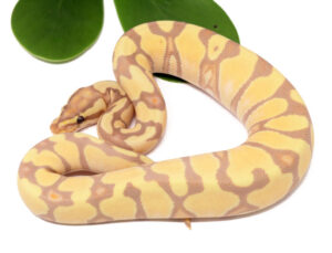 137-9A-Banana-Enchi_2023_1-30-24-300x229 137-9A-Banana-Enchi_2023_1-30-24