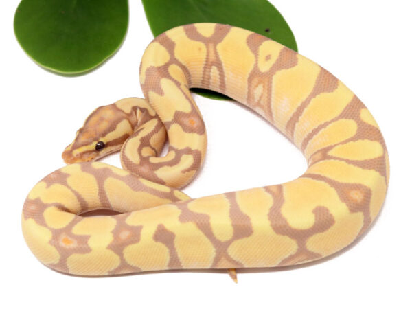 Banana Enchi (Female)