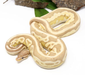 60-14c_cgleopardbutter-300x262 60-14c_cgleopardbutter