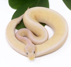 138-12A-Super-Banana-Pewter-Blast_2024_1-300x283 138-12A Super Banana Pewter Blast_2024_1