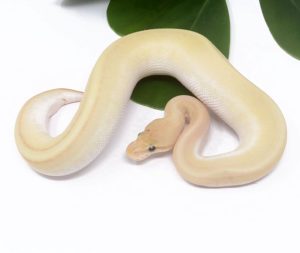 138-14A-Banana-Genetic-Stripe-Butter_2024_1-300x253 138-14A Banana Genetic Stripe Butter_2024_1