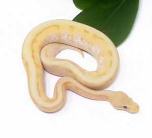 138-14C-Banana-Genetic-Stripe-Spider_2024_1-300x272 138-14C Banana Genetic Stripe Spider_2024_1