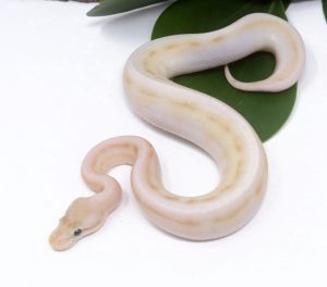 138-15B-Banana-Genetic-Stripe-Butter-Bee_2024_1-300x264 138-15B Banana Genetic Stripe Butter Bee_2024_1