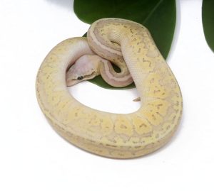 138-16C-Super-Emperor-Pin-Fire_2024_1-300x269 138-16C Super Emperor Pin Fire_2024_1