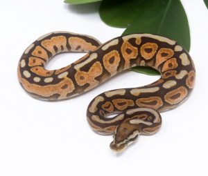 138-4A-Cinnamon-Enchi-Spotnose_2024_1-300x255 138-4A Cinnamon Enchi Spotnose_2024_1