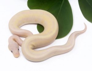 138-4C-Super-Banana-Genetic-Stripe_2024_1-300x232 138-4C Super Banana Genetic Stripe_2024_1