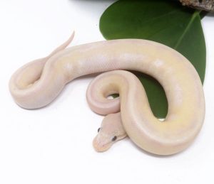 138-5A-Super-Banana-Genetic-Stripe_2024_1-300x259 138-5A Super Banana Genetic Stripe_2024_1