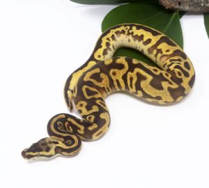 138-8C-Leopard-Spotnose-Enchi-Pastel-Gravel_2024_1-300x270 138-8C Leopard Spotnose Enchi Pastel Gravel_2024_1