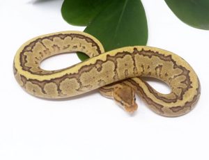 138-9B-Raven-Fire-Pin_2024_1-300x230 138-9B Raven Fire Pin_2024_1