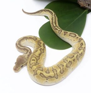 138-9C-Raven-Emperor-Pin_2024_1-293x300 Ball Pythons and Other Reptiles For Sale