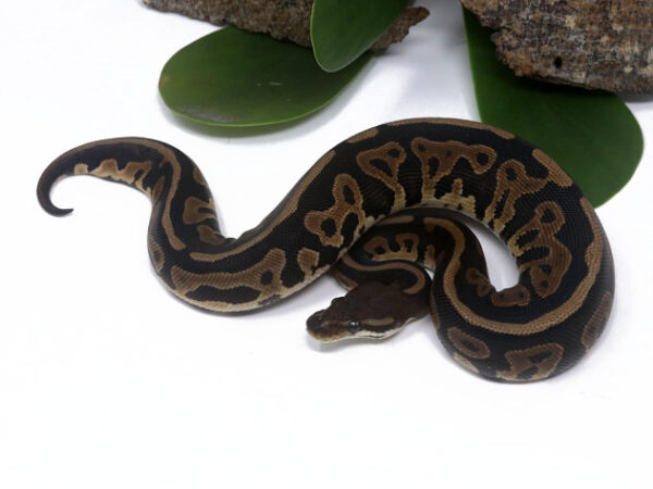 Leopard Cinnamon (Female)