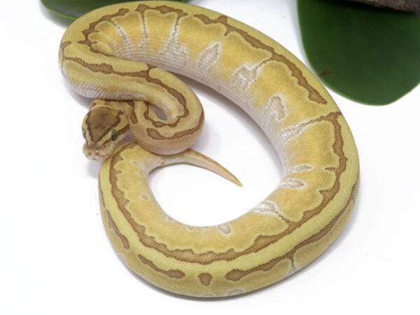 Kingpin Enchi (Female)