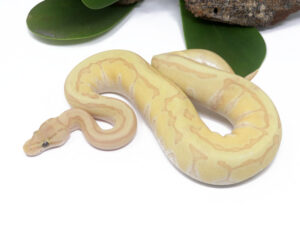 139-16B-Banana-Kingpin-Enchi_2024_1-300x248 139-16B Banana Kingpin Enchi_2024_1