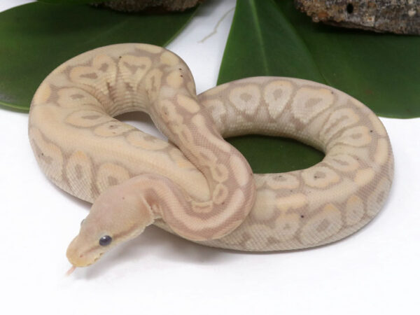 Banana HGW Cinnamon Poss Het Tristripe (Male)