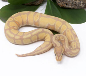 139-2C-Banana-Enchi-Poss-Het-Tristripe_2024_1-300x264 139-2C Banana Enchi Poss Het Tristripe_2024_1