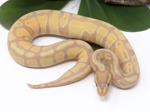 Banana Enchi Poss Het Tristripe (Male)