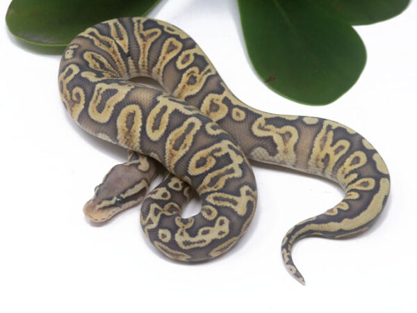 GHI Pastel Ghost (Female)