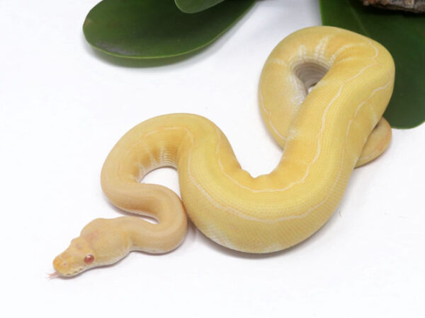 Albino PIn (Male)