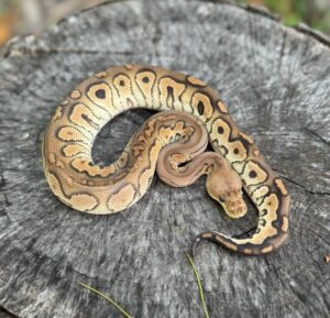 2-2A-300x289 Ball Pythons and Other Reptiles For Sale
