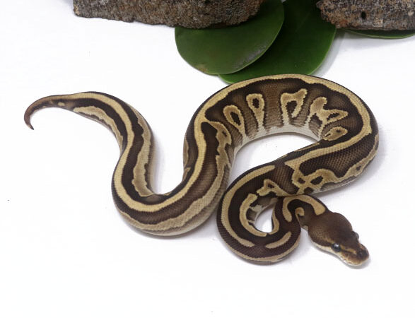 Leopard Cinnamon Mojave (Female)