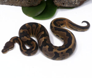 46-11B-Leopard-Cinnamon-Enchi_2024_1-300x256 46-11B Leopard Cinnamon Enchi_2024_1