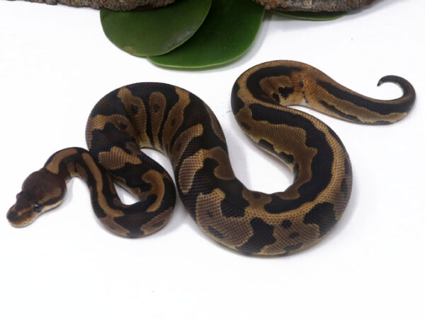 Leopard Cinnamon Enchi? (Female)
