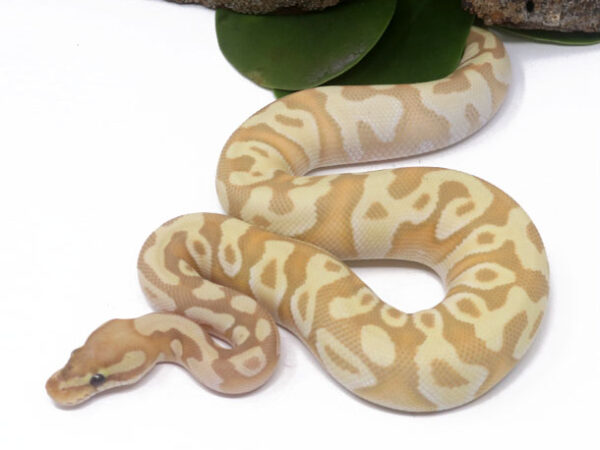 Banana Moochie (Male)