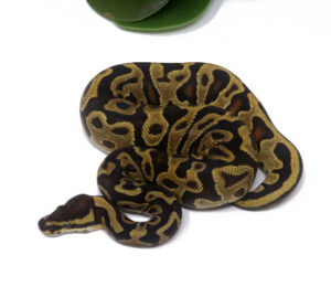 46-15B-Leopard-Enchi_2024_1-300x279 46-15B Leopard Enchi_2024_1