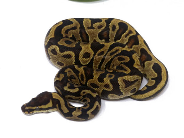 Leopard Enchi (Female)