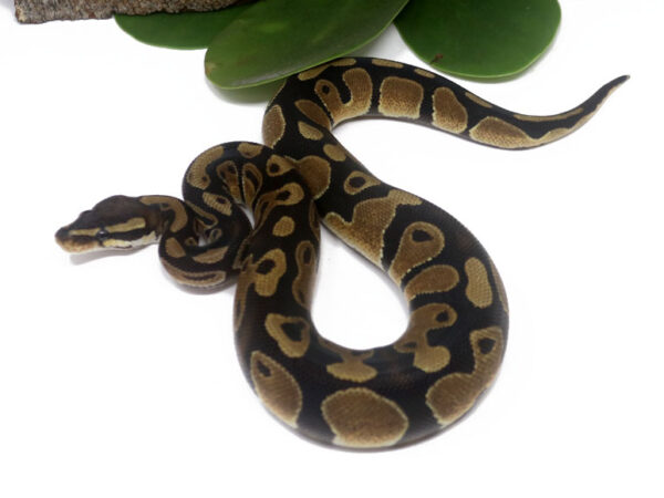 Het Pied Poss Het Sunset (Male)