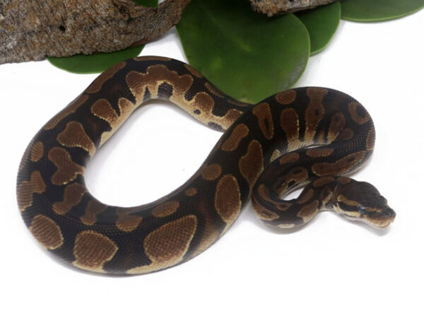 Het Pied Poss Het Sunset (Male)