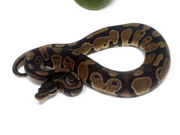 Het Pied Poss Het Sunset (Male)