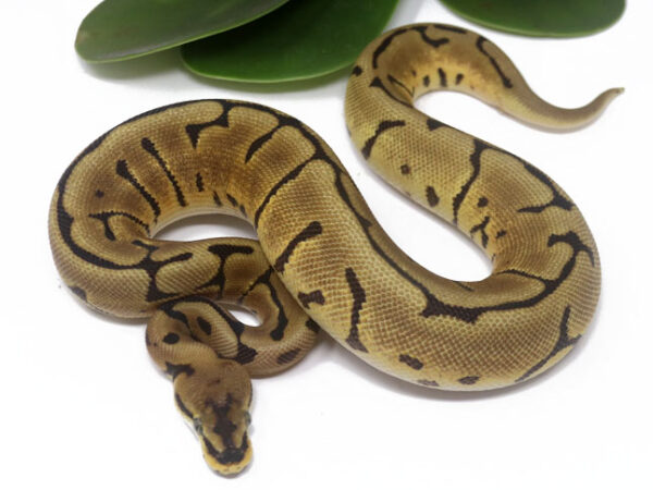 Leopard Spider (Female)