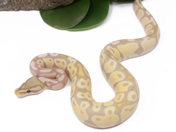 Banana Pastel (FM) (Male)