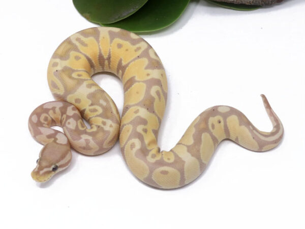 Banana Pastel (FM) (Male)
