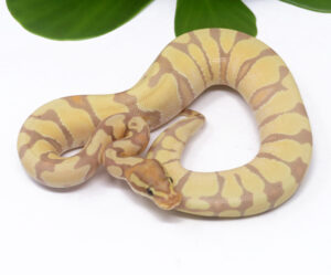 47-11C-Banana-Enchi_2024_1-300x249 Ball Pythons and Other Reptiles For Sale