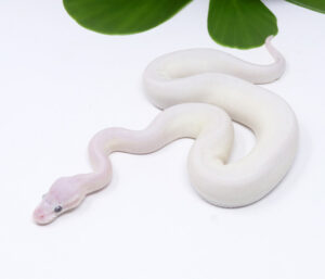 47-12A-Blue-Eye-Leucistic_2024_1-300x257 Ball Pythons and Other Reptiles For Sale
