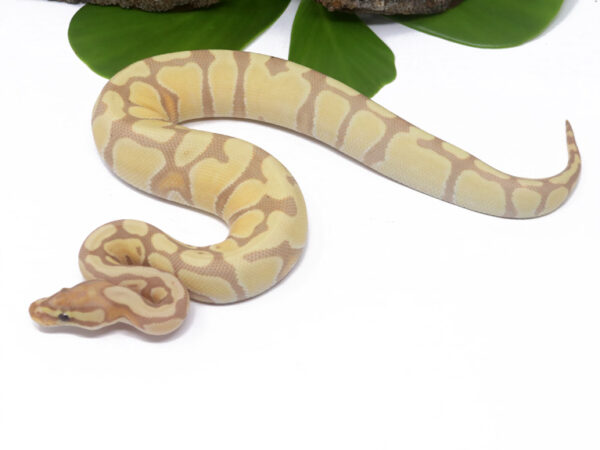 Banana Enchi (Female)