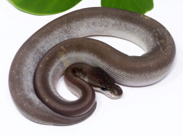 Super Cinnamon Mojave (Male)