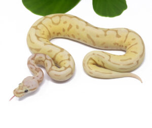 47-15C-Banana-Leopard-Bee_2024_1-300x252 Ball Pythons and Other Reptiles For Sale