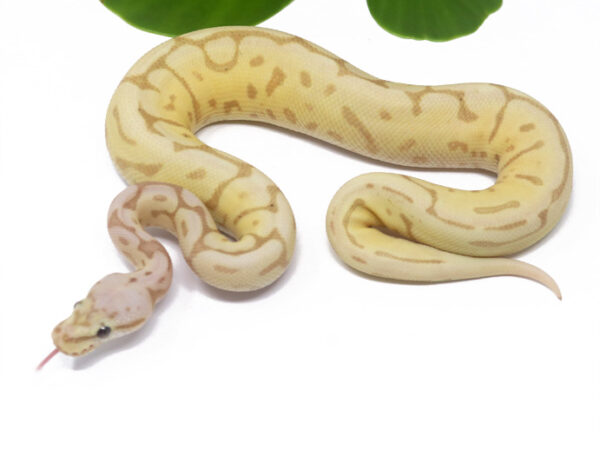 Banana Leopard Bee (Male)