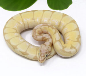 47-16A-Banana-Bee_2024_1-300x264 Ball Pythons and Other Reptiles For Sale