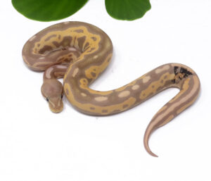 47-16B-Banana-Leopard-Cinnamon_2024_1-300x257 Ball Pythons and Other Reptiles For Sale