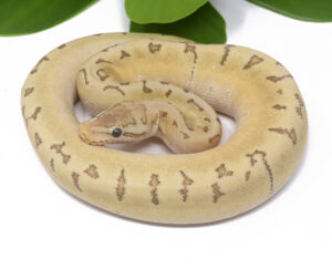 47-3A-Bamboo-Enchi-Pin_2024_1-300x243 Ball Pythons and Other Reptiles For Sale