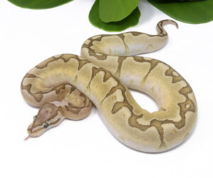 47-4A-Bamboo-Enchi_2024_1-300x251 Ball Pythons and Other Reptiles For Sale