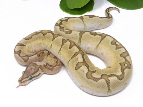 Bamboo Enchi (Female)