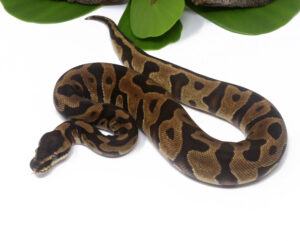 47-5B-Leopard-Enchi_2024_1-300x241 Ball Pythons and Other Reptiles For Sale